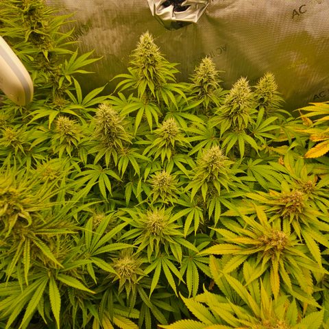 Purple Mimosa  growlog timeline photo