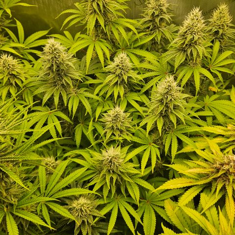 Purple Mimosa  growlog timeline photo