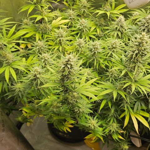 Pain Killer growlog timeline photo
