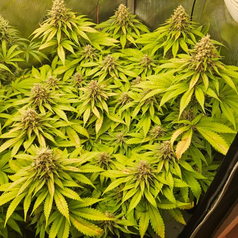 Lemon Haze growlog timeline photo