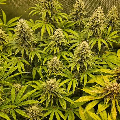 Purple Mimosa  growlog timeline photo