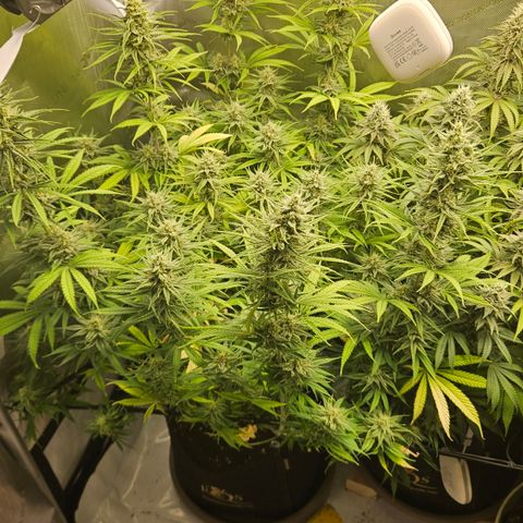 Pain Killer growlog timeline photo