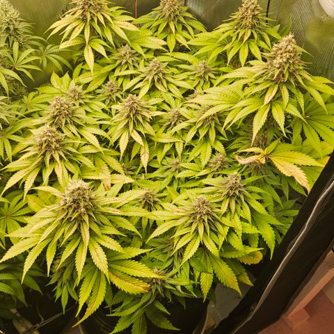 Lemon Haze growlog timeline photo