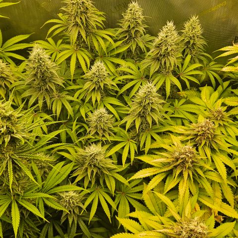 Purple Mimosa  growlog timeline photo