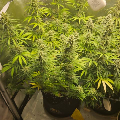Pain Killer growlog timeline photo