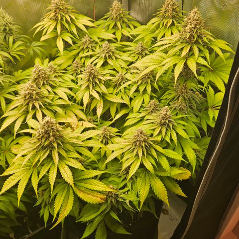 Lemon Haze growlog timeline photo
