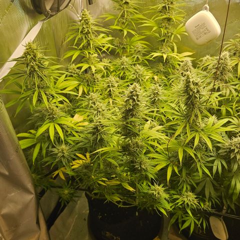 Pain Killer growlog timeline photo