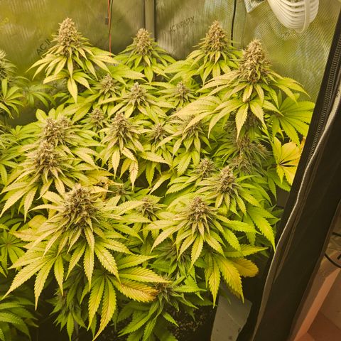 Lemon Haze growlog timeline photo