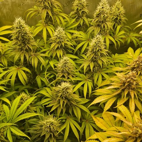 Purple Mimosa  growlog timeline photo