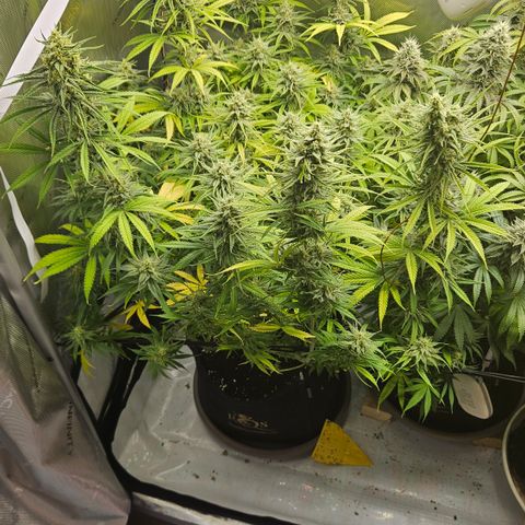 Pain Killer growlog timeline photo