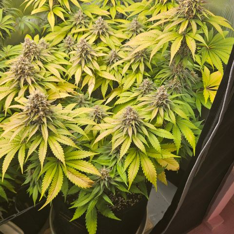 Lemon Haze growlog timeline photo