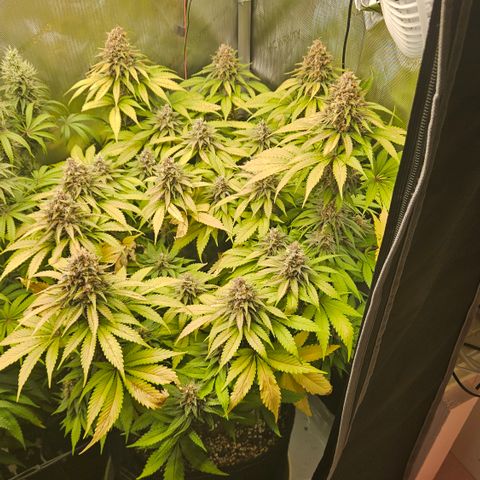 Lemon Haze growlog timeline photo