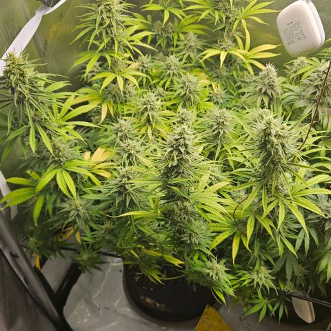 Pain Killer growlog timeline photo