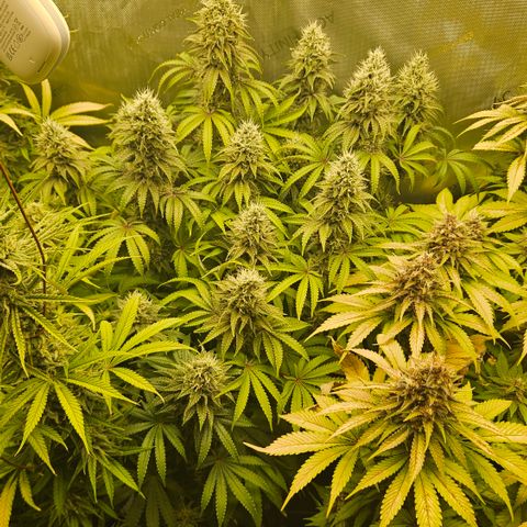 Purple Mimosa  growlog timeline photo