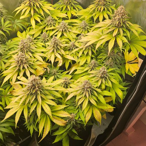 Lemon Haze growlog timeline photo