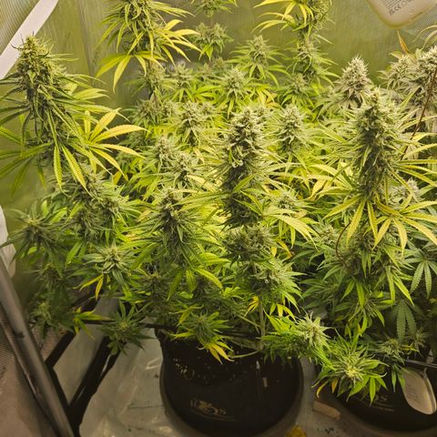 Pain Killer growlog timeline photo