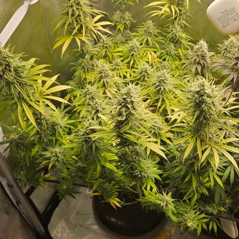Pain Killer growlog timeline photo