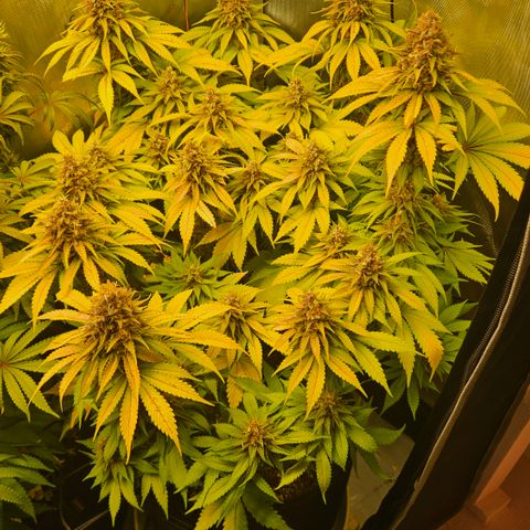 Lemon Haze growlog timeline photo