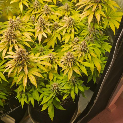 Lemon Haze growlog timeline photo