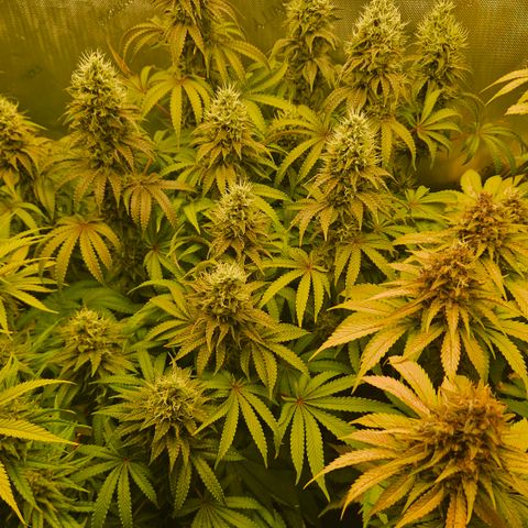 Purple Mimosa  growlog timeline photo