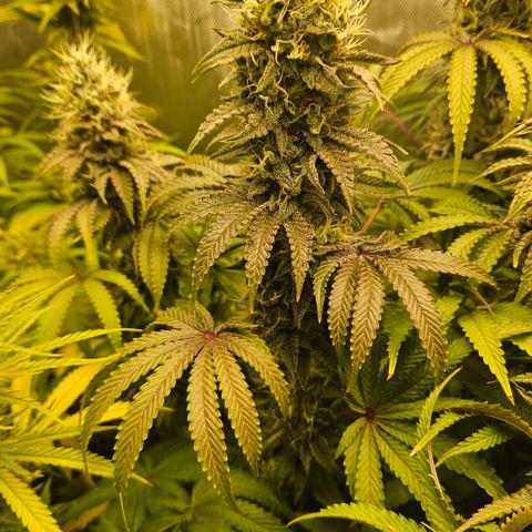 Purple Mimosa  growlog timeline photo