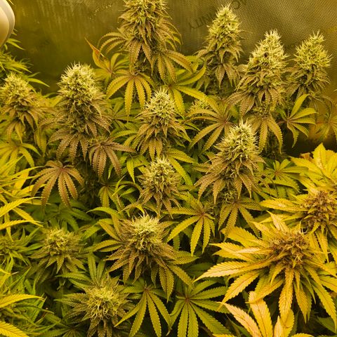 Purple Mimosa  growlog timeline photo