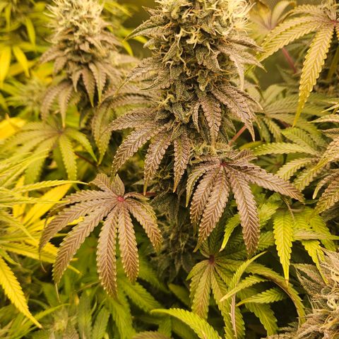 Purple Mimosa  growlog timeline photo