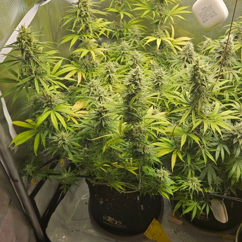 Pain Killer growlog timeline photo