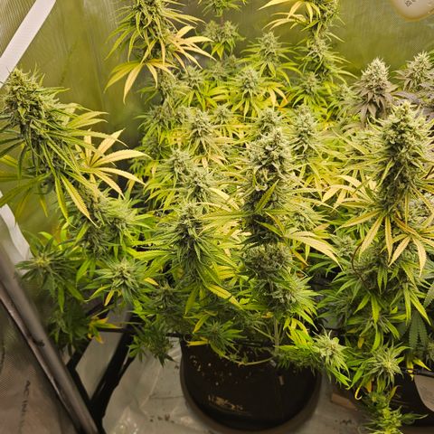 Pain Killer growlog timeline photo