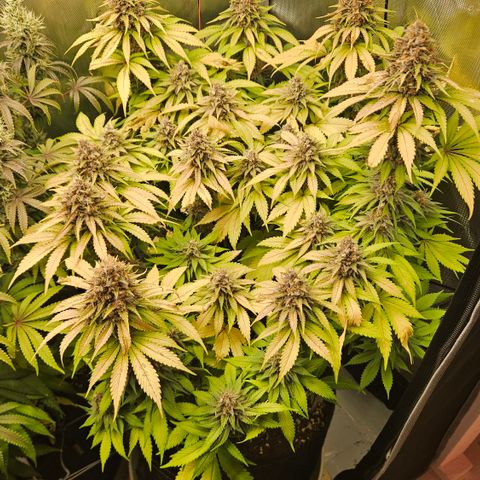 Lemon Haze growlog timeline photo