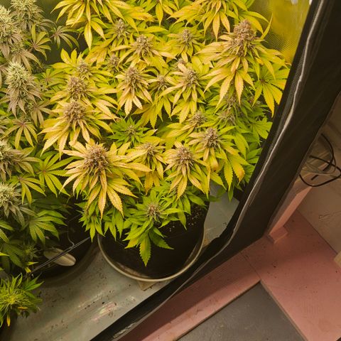 Lemon Haze growlog timeline photo