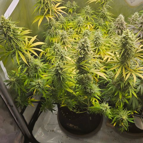 Pain Killer growlog timeline photo