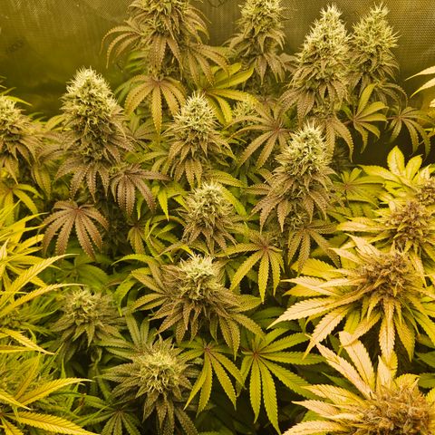Purple Mimosa  growlog timeline photo
