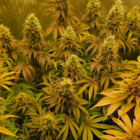 Purple Mimosa  growlog timeline photo