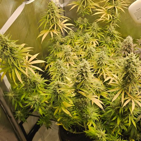 Pain Killer growlog timeline photo