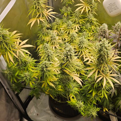 Pain Killer growlog timeline photo