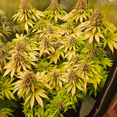 Lemon Haze growlog timeline photo