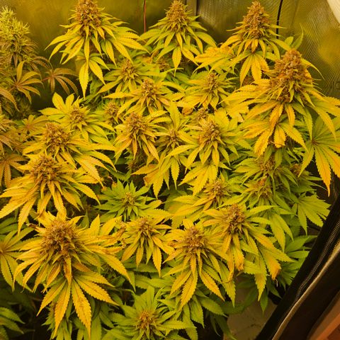 Lemon Haze growlog timeline photo