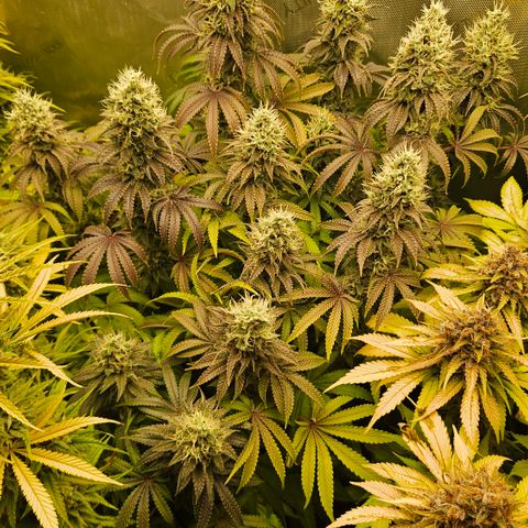 Purple Mimosa  growlog timeline photo
