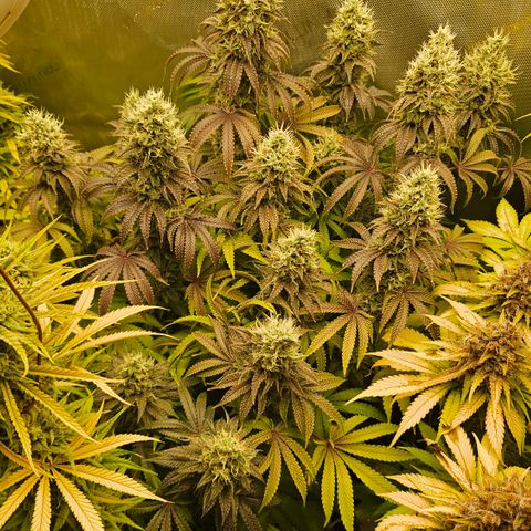 Purple Mimosa  growlog timeline photo