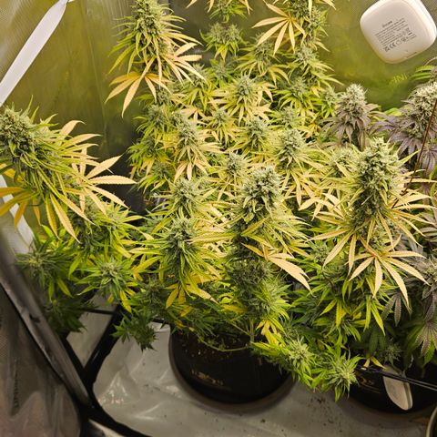 Pain Killer growlog timeline photo
