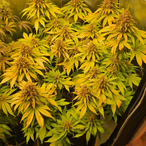 Lemon Haze growlog timeline photo