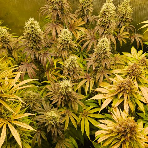 Purple Mimosa  growlog timeline photo