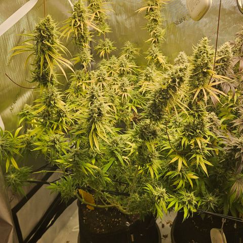 Pain Killer growlog timeline photo