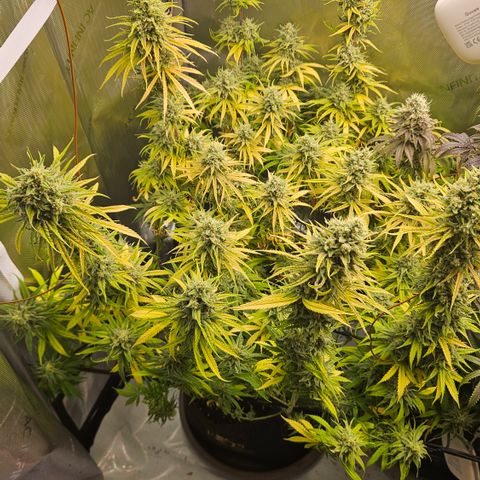 Pain Killer growlog timeline photo