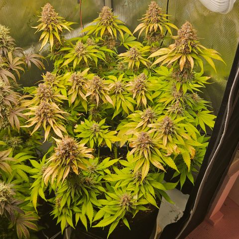 Lemon Haze growlog timeline photo