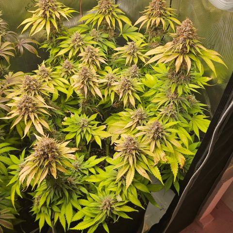 Lemon Haze growlog timeline photo