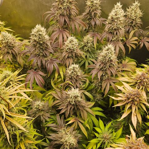 Purple Mimosa  growlog timeline photo
