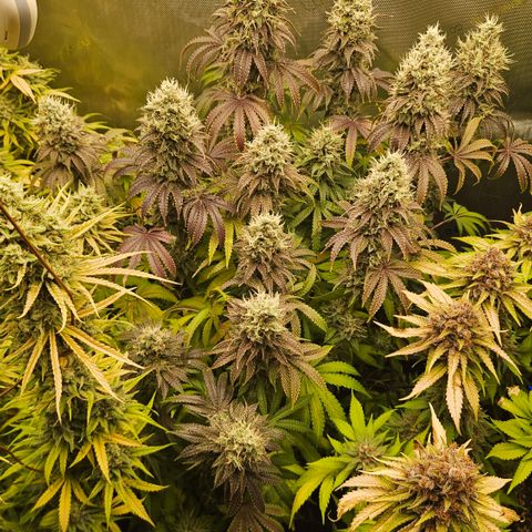 Purple Mimosa  growlog timeline photo