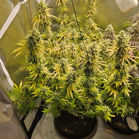 Pain Killer growlog timeline photo